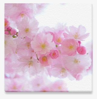 Beautiful Pink Japanese Cherry Tree Blossom Canvas - Cherry Blossom