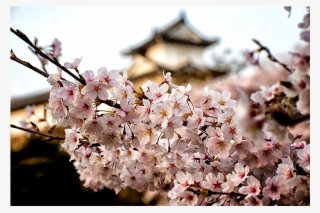 Japan Blossom - Cherry Blossom