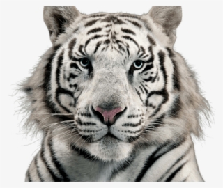 White Tiger Clipart Transparent Background - White Tiger Png