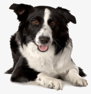 Breed Border Collie - Old Border Collie Mix