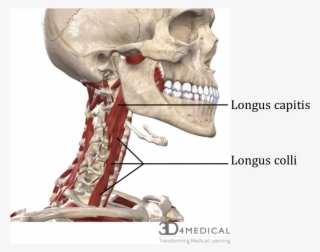 Deep Anterior Cervical Muscles - Skull