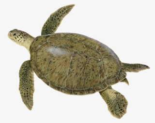 Dawn Witherington - Green Sea Turtle Noaa