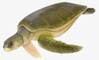 Adult Flatback Sea Turtle - Flatback Sea Turtles Natator Depressus