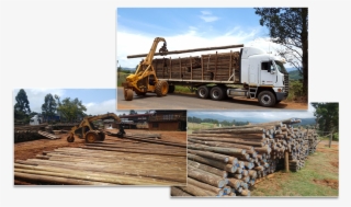 Cca Pole Supplier - Lumber