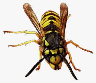 Yellowjacket Queen Queenbee Bee Wasp Hornet Bug Insect - Hornet