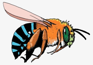 Pollinator Link - Blue And Orange Bee