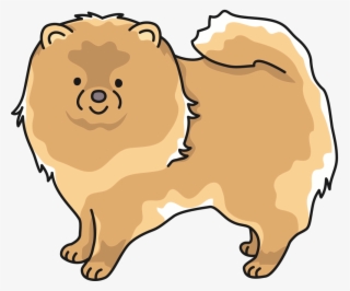 Pomeranian