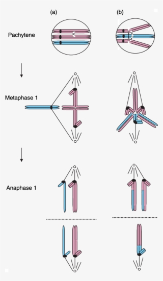 Cartoon Illustrating The Different Types Of Secondary - Bivalent And 