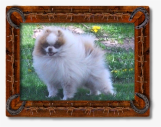 Triple Sec - Pomeranian