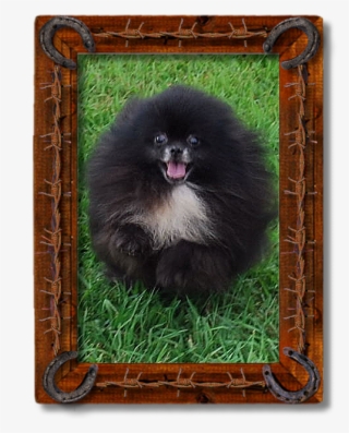 Sasquatch - Pomeranian