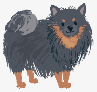 Pomeranian Black And Tan - Pomeranian