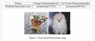 Dog Breed Identification - Companion Dog