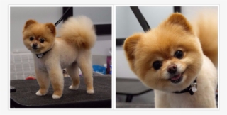 Collage 2017 04 13 - Pomeranian