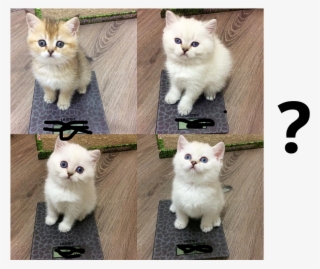 Can You Guess Which Cute Kitten Weighs The Most - Asian Semi-longhair