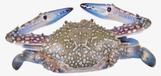 Crabs - Flower Crab