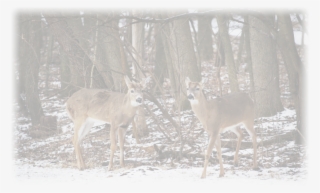 Photo Gallery Whitetail Deer No Doubt, Northern New - White-tailed Deer