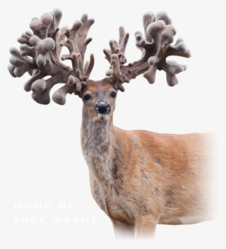 Free Agent - Elk