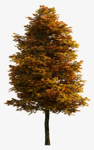 Tree Png Download Free Clipart - Portable Network Graphics