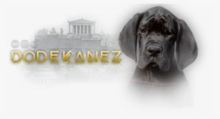 neapolitan mastiff