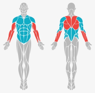 Body Benefits - Body Muscle Diagram Vector