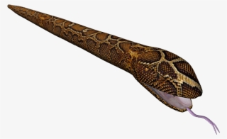 Posted 20th June 2013 By Tyler Frenguelli - Northern Copperhead