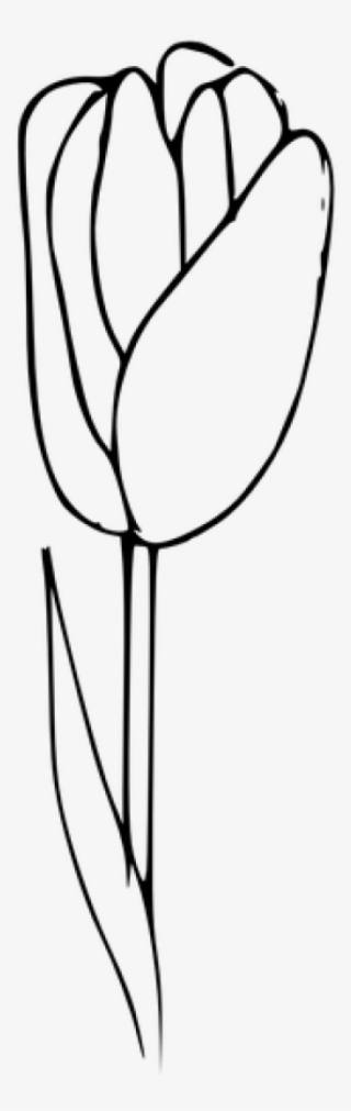 Outline, Tulip Coloring, Flow - ดอก ทิว ลิ ป สำหรับ ระบายสี