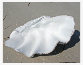 Giant Clam Shell - Sand