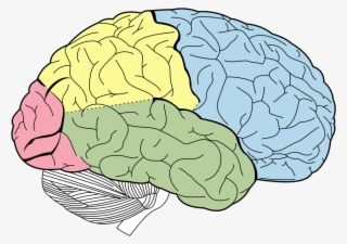 Askabiologist Asu Edu Activities Coloring Brain How - Outer Brain