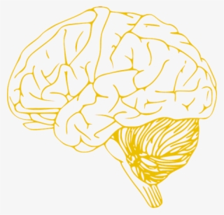 Human Brain Icon - Left Hemisphere Of Brain Outline