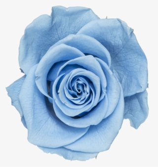 Baby Blue - Blue Rose