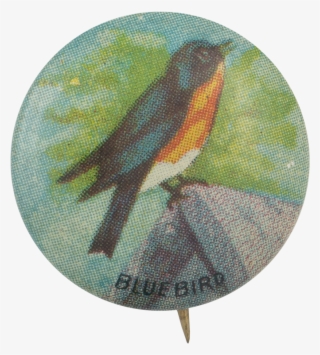 Blue Bird - Finch
