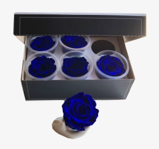 Preserved Roses Head Pack Medium - Blue Rose