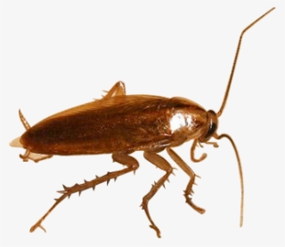 Roach Png Free Download - German Cockroach Transparent Background