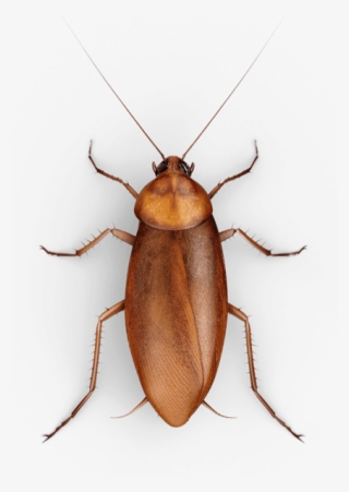Roach Png Free Download - Cockroach On Transparent Background