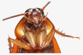 Cockroach Png Transparent Images - Cockroach Face Close Up