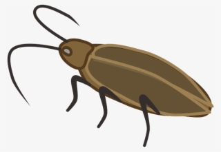Ground Beetle