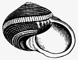Sea Shell - Conchas Blanco Y Negro