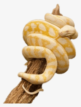 Free Png Download Yellow Python Wrapped Around Trunk - Albino Carpet Python