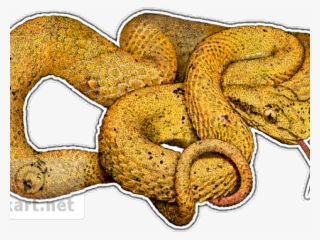 Viper Clipart Pit Viper - Serpent