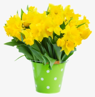Narcissus Flower - Bouquet