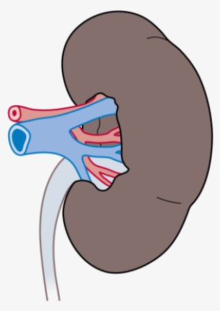 These Patient Specific Kidney Cells Will Be Used To - Illustration