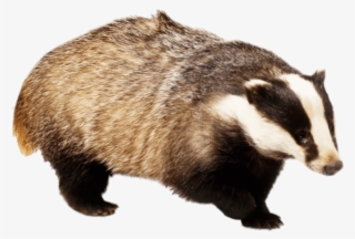 badger with front paw up - badgers png