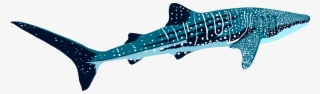 Kudarah Thila - Transparent Whale Shark Png