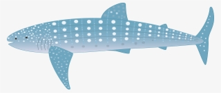 All Fauna Were Illustrated And Animated For A Short - Whale Shark