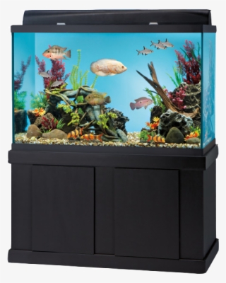 Aquarium Kit - Fish Aquarium At Home