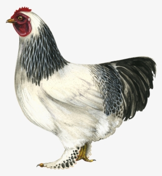 Hen Png Hd - Brahma Chicken Draw