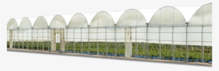 Commercial Ornamental Greenhouses - Large Scale Poly Greenhouse
