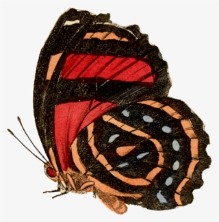 Side View - Caterpillar
