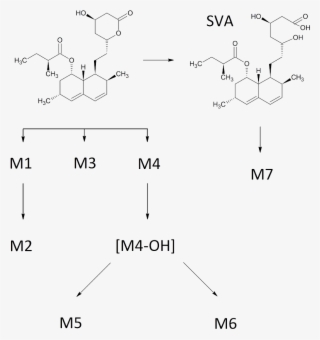 Simvastatin Metabolic Pathway - Simvastatin Metabolism Pathway