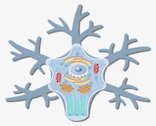 An Image Showing The Neuron Cell Body And It's Structures - Neuron Cell Body Structure